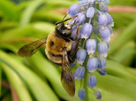 Mr. Bumbly Bee