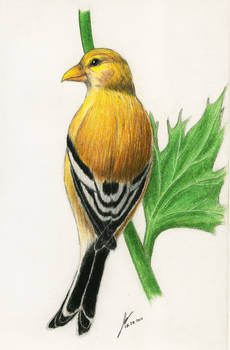 Goldfinch