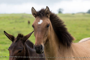 Yearling