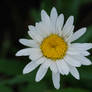 camomile