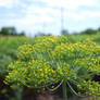 Dill