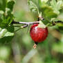 gooseberry