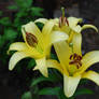 Lily after rains
