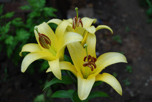 Lily after rains
