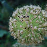 Onion