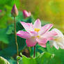 The Jewel Is In the Lotus