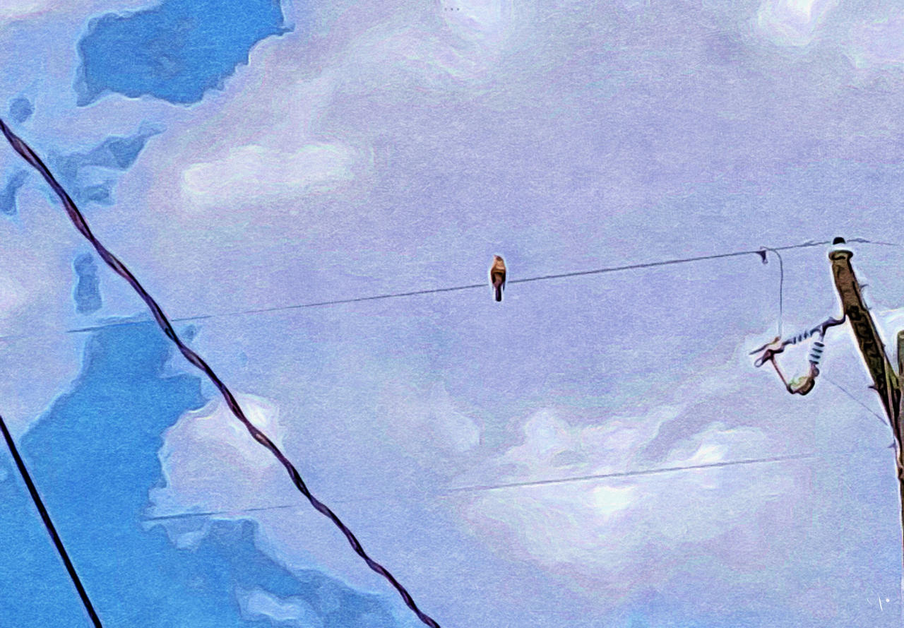 Bird on a Wire