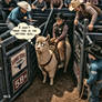 Definitely His First Rodeo