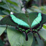 Green Butterfly Macro