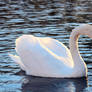 Swan Song