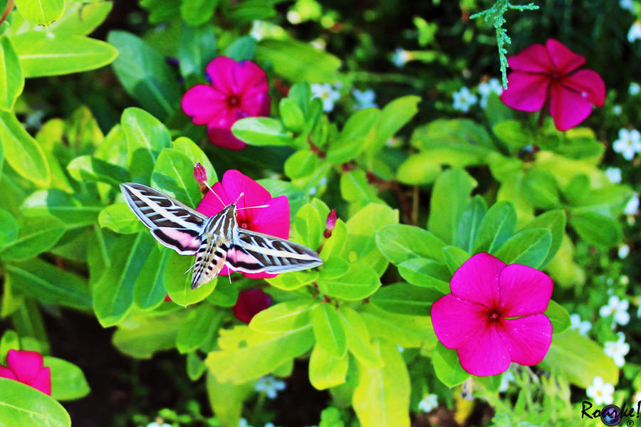 Hummingbird Moth