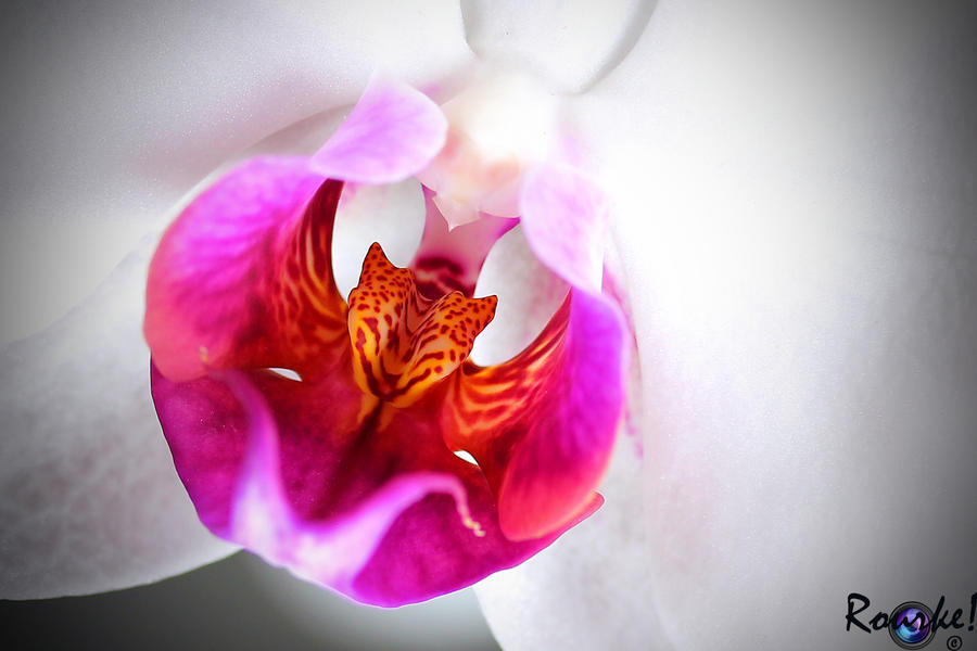 Orchid Tounge