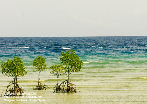 Mangrove Sanctuary