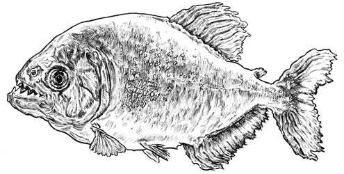 Piranha