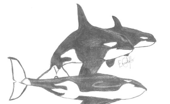 orcas