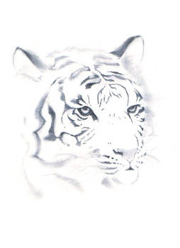 Tiger sketch