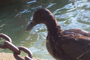 Ducks -3