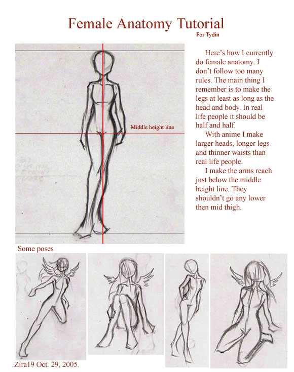 female anatomy tutorial