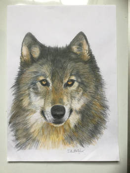 Grey Wolf