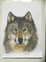 Grey Wolf