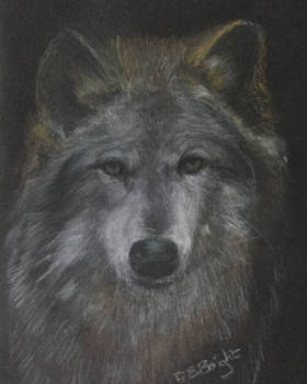 Grey Wolf