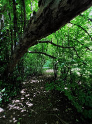 Green tunnel