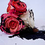 paint black those roses you gave to me