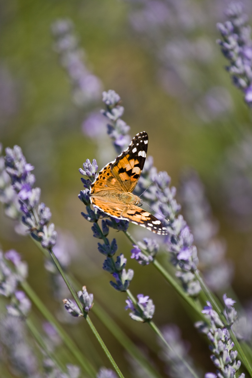 summer butterfly