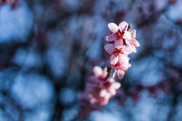 Peach blossom 5