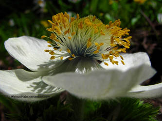 Wildflower in Paradise