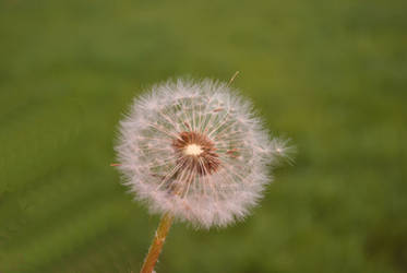 dandelion1