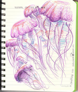 jellyfish