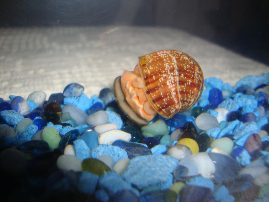 My Snail White Berry