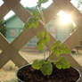 Watermelon Plant