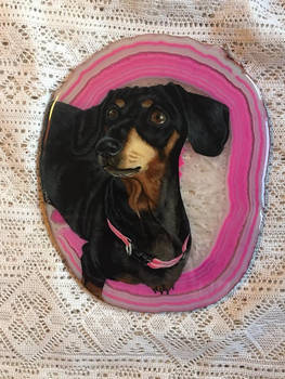 Dachshund - Hazel