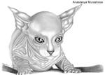 The kid a sphynx by Anastasya-Murashova