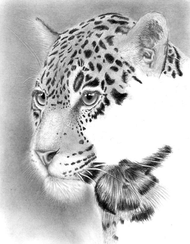 Where to watch the leopard...WIP2