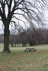 naked trees of winter