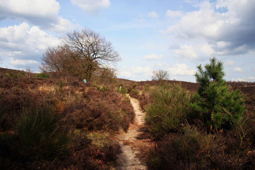 Veluwe I