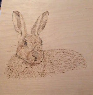 Pyrography hare