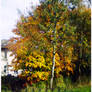 tree_autumn