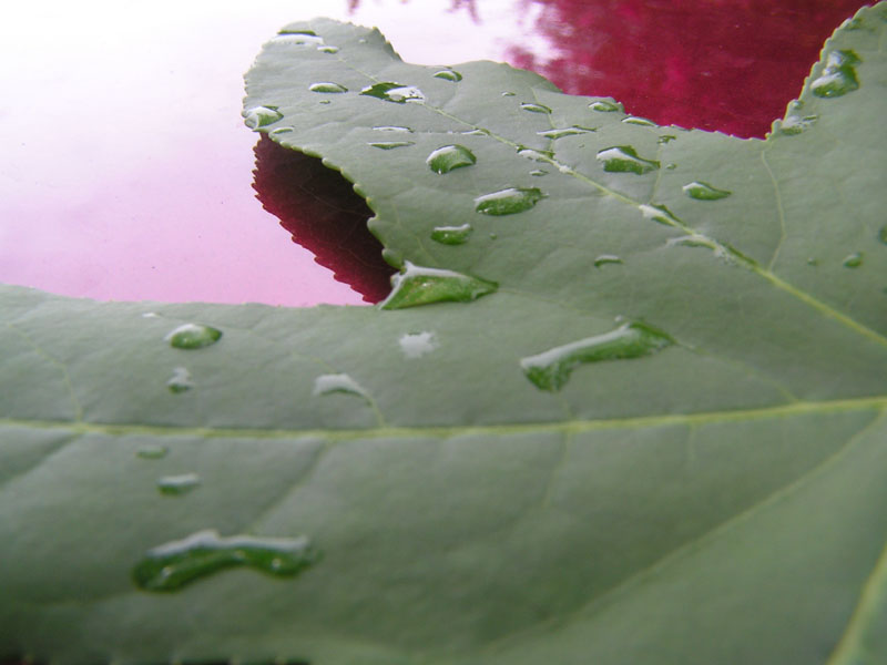 Sweet Gum on Car