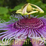 Passion Flower Two