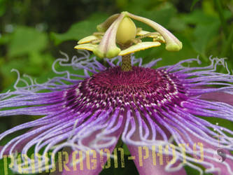 Passion Flower Two