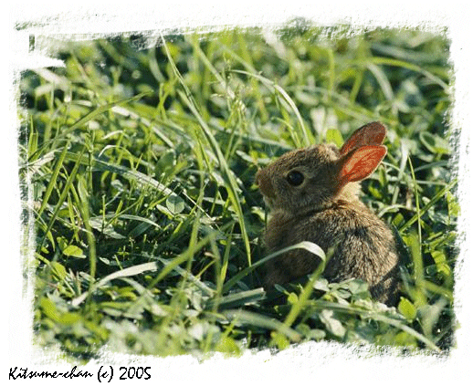 .year of the rabbit.