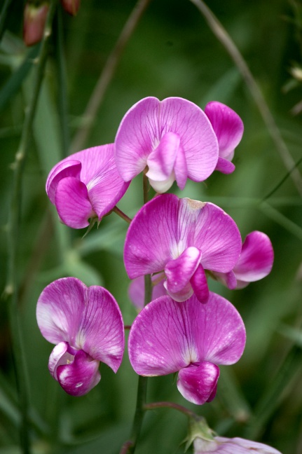 Lathyrus Latifolius