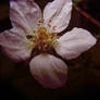 Blackberry Blossom IV