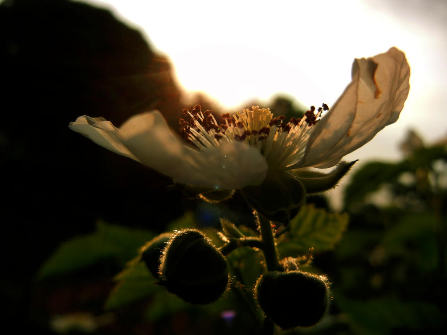 Blackberry Blossom VII