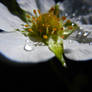 Strawberry Flower II