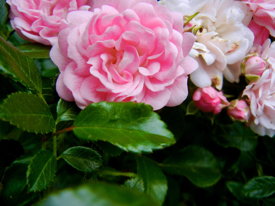 Pink Roses Creations Pink Roses by MadeleineAlana on DeviantArt